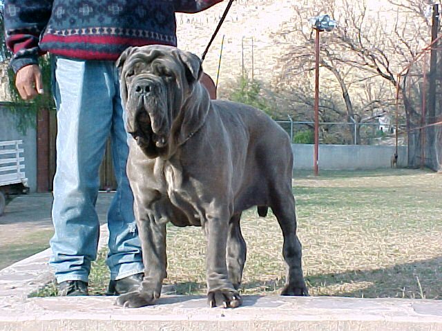 Mastin Napolitano Perro cojonudo