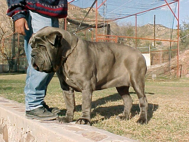 Mastin Napolitano Perro cojonudo