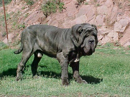 Mastin Napolitano Perro cojonudo